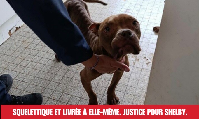 Shelby, retrouvée squelettique dans ses excréments : exigeons justice
