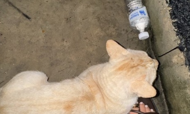 Pour une action urgente contre les animaux errants &agrave; Ko Samui