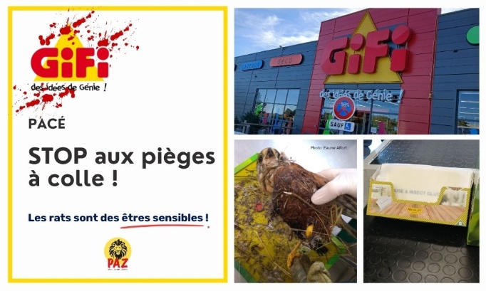 STOP aux pièges à colle au GiFi Pacé