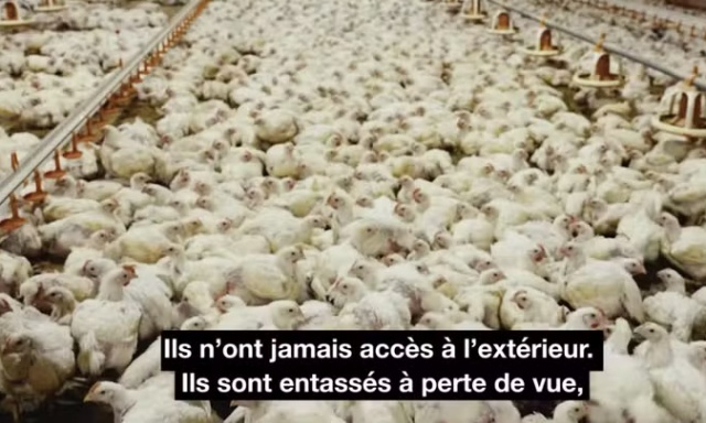 Signez contre la construction d'un poulailler d'engraissement &agrave; Gr&acirc;ce-Hollogne