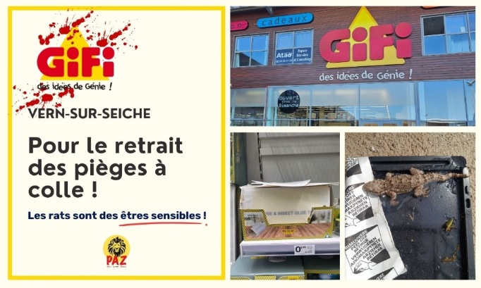 Pour le retrait des pi&egrave;ges &agrave; colle au GiFi Vern-sur-Seiche