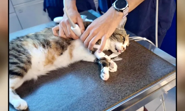Justice pour Indie, la petite chatte tu&eacute;e par un plomb apr&egrave;s d&rsquo;atroces souffrances !