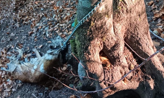 Abandonn&eacute; attach&eacute; &agrave; un arbre jusqu'&agrave; la mort, justice pour le pauvre malinois !