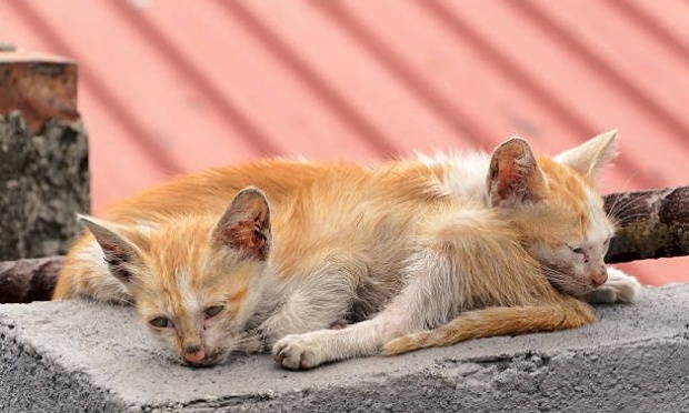 Pour que la Mairie prenne en charge les chats errants &agrave; Antran (86)