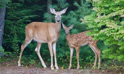 Stoppons le massacre programm&eacute; des faons, biches et cerfs de la for&ecirc;t de Compi&egrave;gne