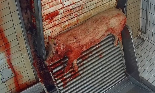Montrons enfin ce qui se passe dans les abattoirs