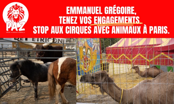 Cirque sans animaux : Le Maire de Paris Emmanuel Gr&eacute;goire doit tenir ses engagements