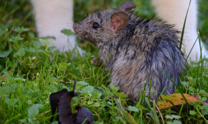 STOP à l'invasion des rats