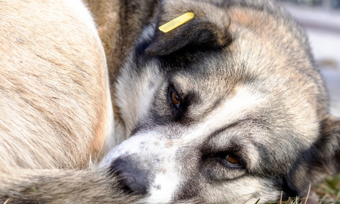 Animaux martyris&eacute;s &agrave; Alen&ccedil;on : exigeons une sanction &agrave; la hauteur !