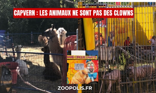Mairie de Capvern (65) et Intermarch&eacute; : cessez d'accueillir des cirques avec animaux