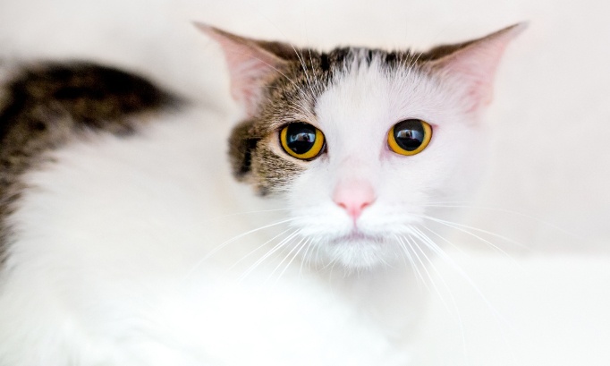 Justice pour Cannelle : un chat l&acirc;chement pris pour cible &agrave; la carabine &agrave; plomb &agrave; Vernon