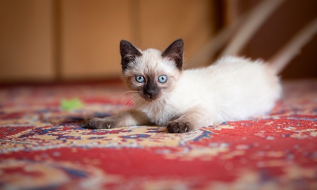 Sauvons Robert le chaton qui risque d'&ecirc;tre euthanasi&eacute;