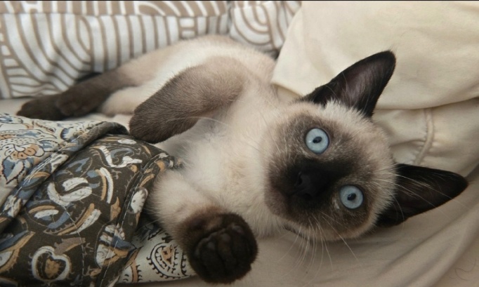 Sauvez Robert : ce petit chaton siamois de 6 mois et demi totalement sain ne doit pas &ecirc;tre euthanasi&eacute; par l'AFSCA !