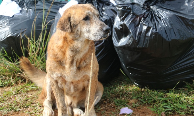 Chien jet&eacute; &agrave; la poubelle : l'interdiction d'adopter un animal doit &ecirc;tre &agrave; VIE !