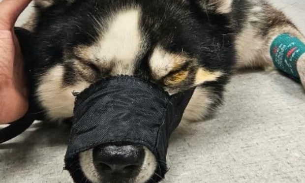 Justice pour nos chiens violemment frapp&eacute;s lors d&rsquo;une tentative de vol au refuge !