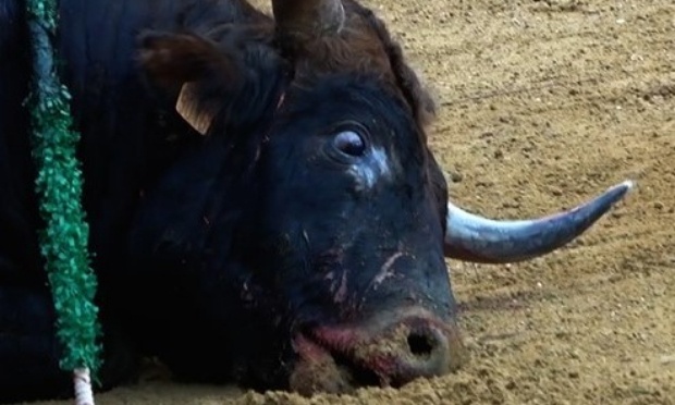 Pour une ville de N&Icirc;MES sans corrida : exigeons l'ABOLITION dans nos Ar&egrave;nes !