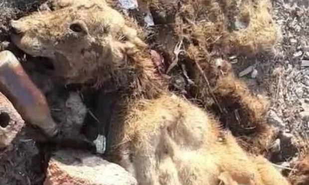IFRANE, MAROC. Un chien innocent empoisonn&eacute; atrocement puis br&ucirc;l&eacute; vif par les employ&eacute;s de la ville.