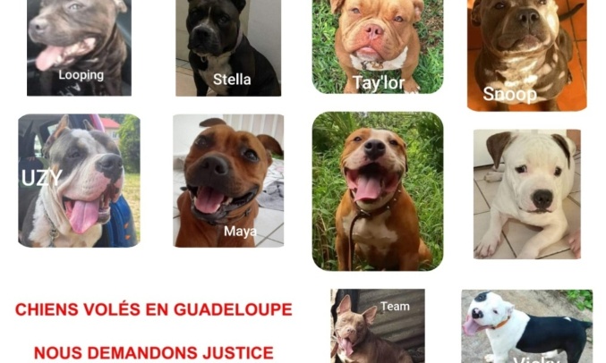 Stop au vol de chiens en guadeloupe ! brisons le silence et l'impunit&eacute; !