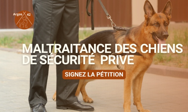 Chiens de s&eacute;curit&eacute; priv&eacute;e : stop &agrave; la maltraitance invisible