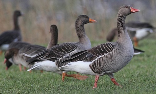 Non à l'abattage précipité de centaines d'oies en bord de Scarpe à Saint Laurent Blangy !