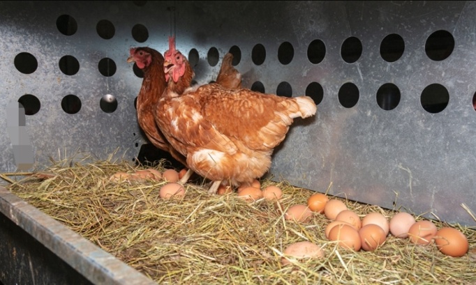 Stop aux &eacute;levages de poules pondeuses