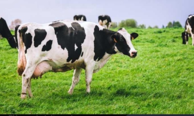 Stop aux &eacute;levage des de vaches laiti&egrave;res