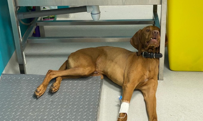 Animaux maltrait&eacute;s, soignantes &eacute;puis&eacute;es : l'argent doit aller aux soins pas aux financiers