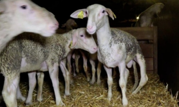 Stop aux &eacute;levages de brebis laiti&egrave;res