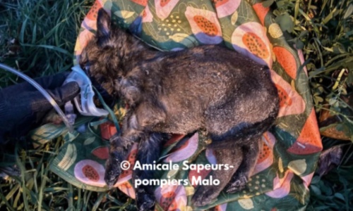 Justice pour le chiot de Dunkerque d&eacute;c&eacute;d&eacute; apr&egrave;s avoir &eacute;t&eacute; jet&eacute; aux ordures !