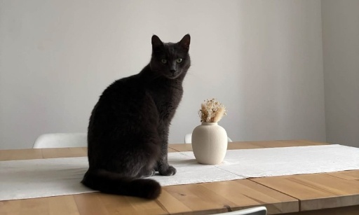 Pour aider &agrave; retrouver Ella, chatte perdue &agrave; Tourcoing Centre