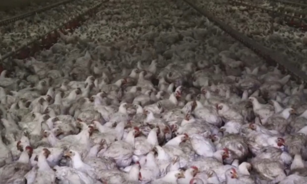 Stop aux &eacute;levages de poulets de chair