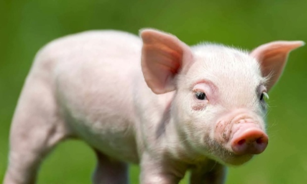 Pour un moratoire sur l'&eacute;levage porcin intensif en Bretagne