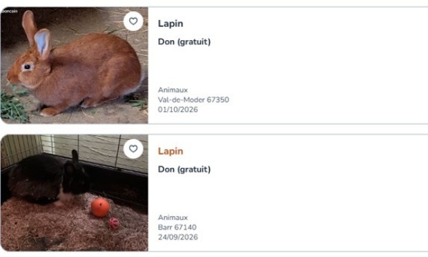 Leboncoin : 77,7% de ventes d&eacute;guis&eacute;es en dons ! &Ccedil;a suffit !