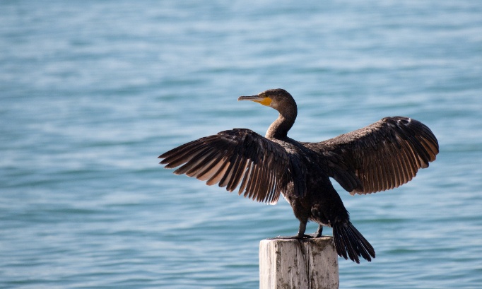 Non &agrave; l'abattage de 194 grands cormorans prot&eacute;g&eacute;s dans les Hautes-Pyr&eacute;n&eacute;es !