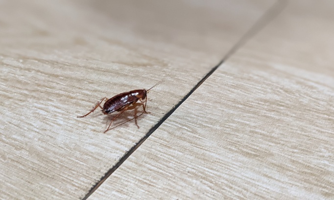 Pour une intervention rapide contre les cafards et l'insalubrité