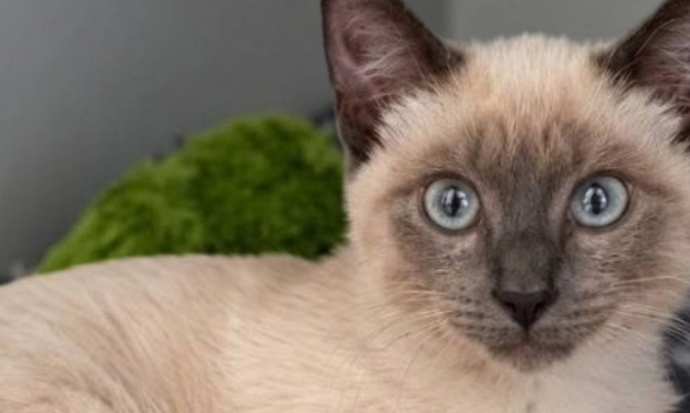 Justice pour le petit chaton Biscuit : Tol&eacute;rance z&eacute;ro contre la maltraitance animale.