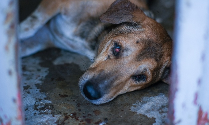 Pour la création d’une fourrière-refuge animalier dans le Villefranchois (12)