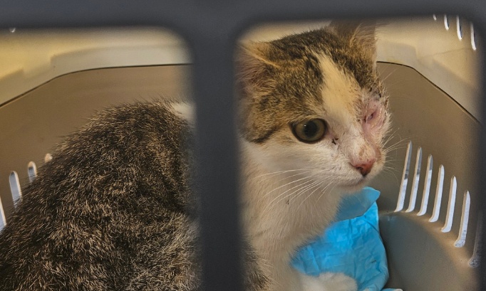 Pour la stérilisation urgente des chats errants de Beauquesne