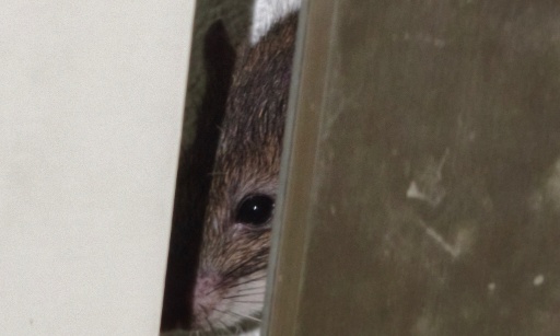 Pour des actions immédiates contre rats, salubrité et ascenseurs