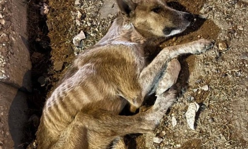 Urgence abandon pour mourir, de chiens, chiots et chats au centre dispensaire d’El Arjat, Salé, Maroc