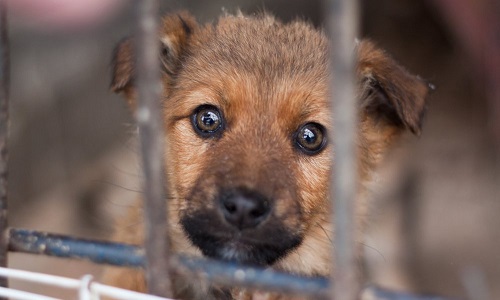 Demande d'interdiction de posséder un animal pour cause de maltraitance