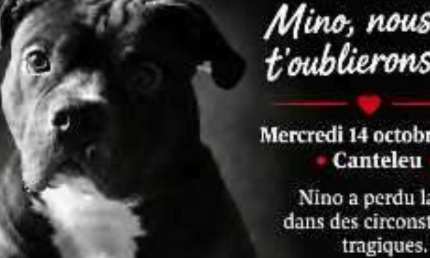 Justice pour nino