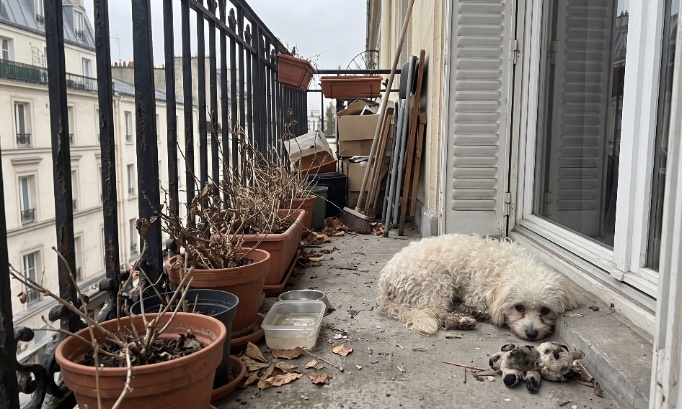 Max, 7 mois, abandonn&eacute; sur un balcon pendant 3 jours sans eau ni nourriture : jusqu'&agrave; quand laisserons-nous faire ?