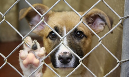 Sauvons deux pauvres chiens innocents de l'euthanasie!