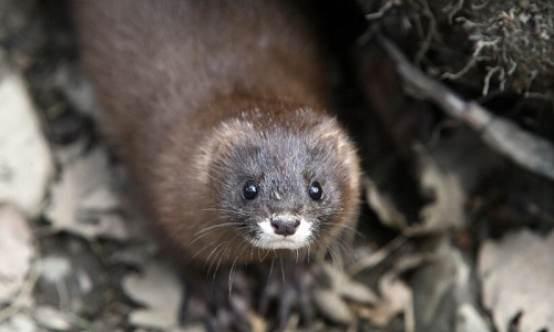 Arrêtez d'utiliser l'huile ou graisse de vison dans vos cosmétiques pour humains et animaux !