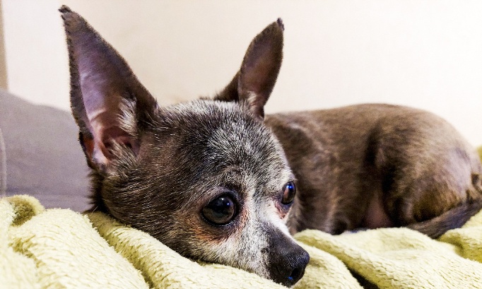 Justice pour Lily, chihuahua de 6 mois tortur&eacute;e &agrave; mort : exigeons la prison ferme