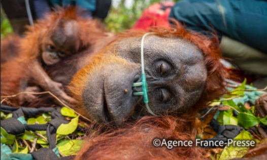 Urgence à Bornéo : sauvons les orangs-outans menacés par les incendies et la fumée toxique