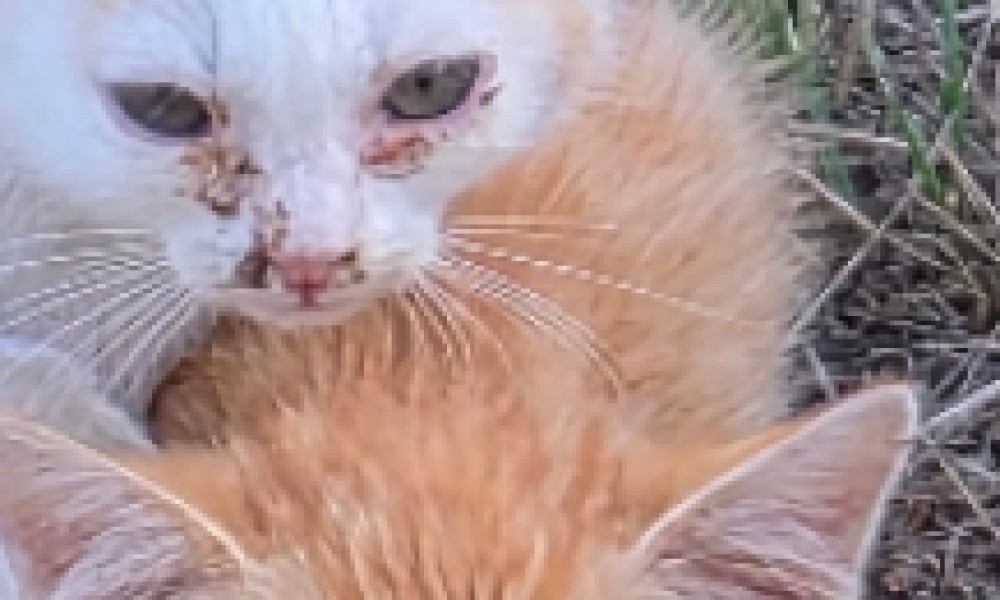 Pour un plan de stérilisation urgent des chats errants à Vireux-Molhain