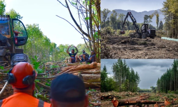 Pour l'arrêt du carnage A412 dans le Chablais et la destruction de ces espaces forestiers !