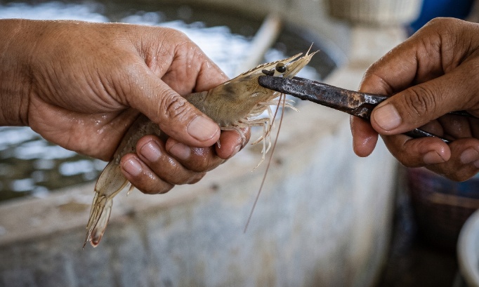 Crevettes : mettons fin &agrave; l&rsquo;arrachage de leurs yeux et aux mutilations dans les &eacute;levages !